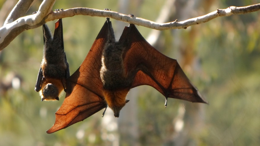 Bats Hanging istock.jpg